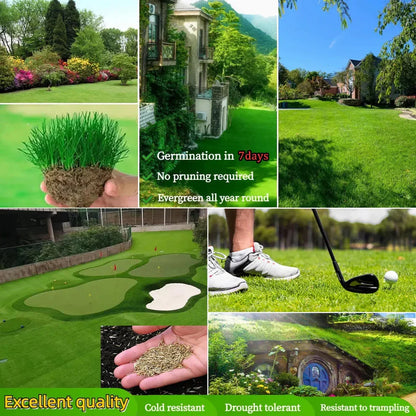 🔥Last Day Promotion Buy 2 Get 1 Free🔥🌱Raznave® 2026 Evergreen Dwarf Grass Seed for Four Seasons