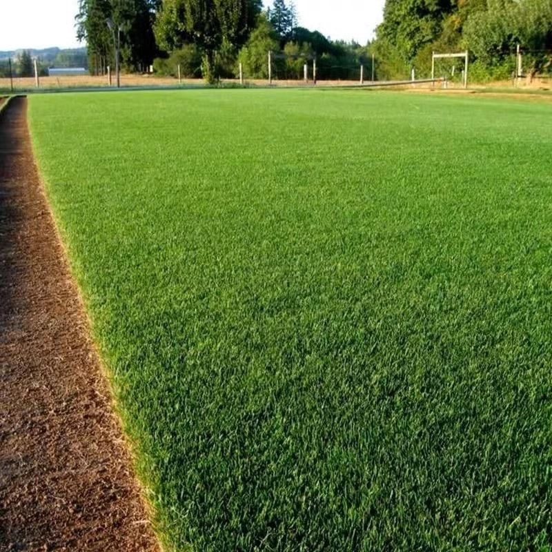 🔥Last Day Promotion Buy 2 Get 1 Free🔥🌱Raznave® 2026 Evergreen Dwarf Grass Seed for Four Seasons